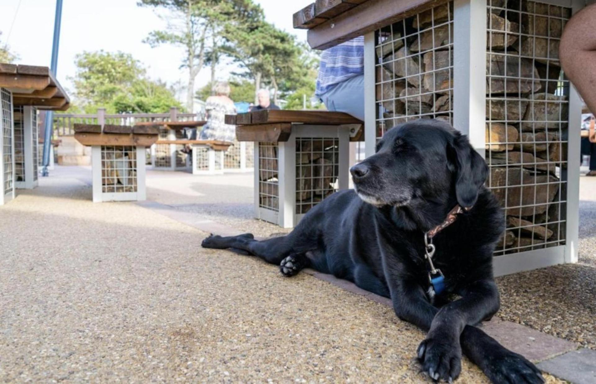 Newquay Bay Resort Sandy Toes - Pet Friendly מראה חיצוני תמונה